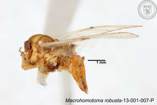 Image of Macrohomotoma robusta Yang 1984