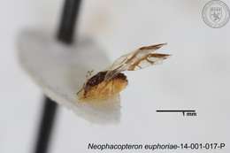 Image of Phacopteronidae