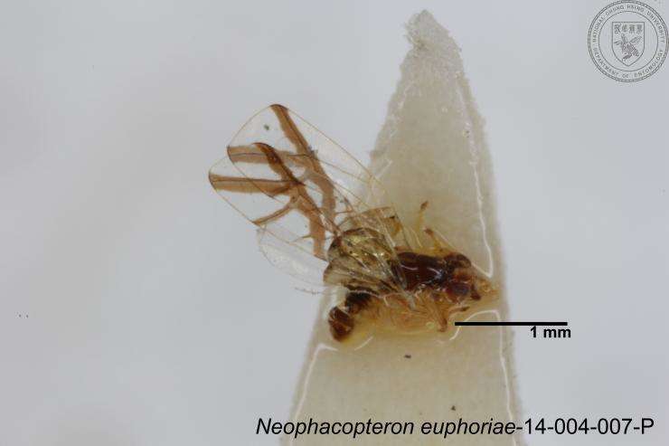Image of Phacopteronidae