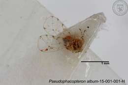 Sivun Phacopteronidae kuva