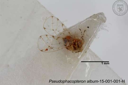 Image of Pseudophacopteron
