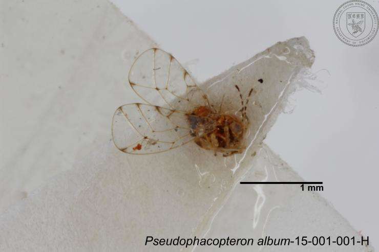 Sivun Phacopteronidae kuva