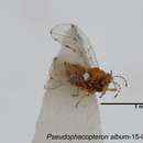 Image of Pseudophacopteron album (Yang & Tsay 1980)