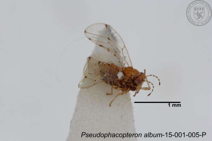 Image of Pseudophacopteron