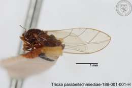 Image of Trioza parabeilschmiediae Yang, Burckhardt & Fang 2013