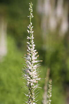 Image of Culver's root