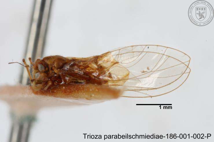 Image of Trioza parabeilschmiediae Yang, Burckhardt & Fang 2013