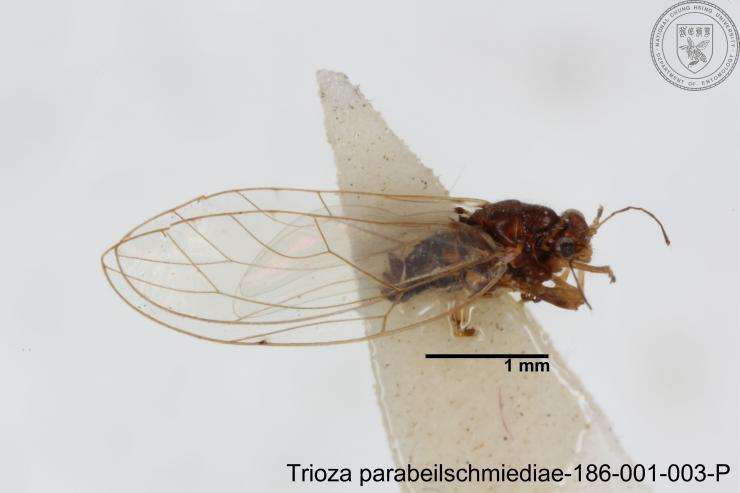 Image of Trioza parabeilschmiediae Yang, Burckhardt & Fang 2013