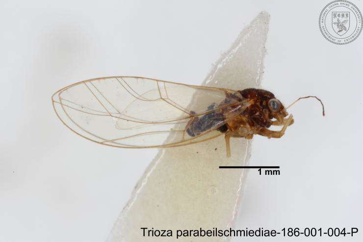 Image of Trioza parabeilschmiediae Yang, Burckhardt & Fang 2013