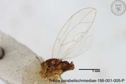 Image of Trioza parabeilschmiediae Yang, Burckhardt & Fang 2013