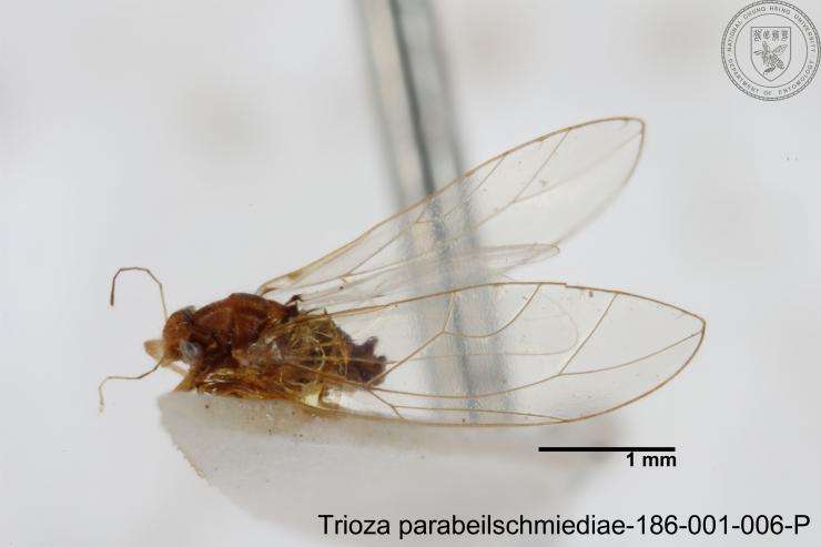 Image of Trioza parabeilschmiediae Yang, Burckhardt & Fang 2013