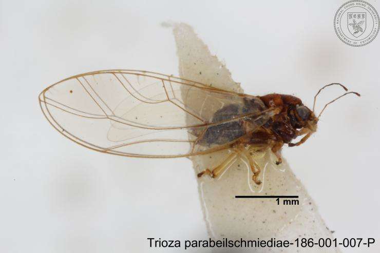 Image of Trioza parabeilschmiediae Yang, Burckhardt & Fang 2013