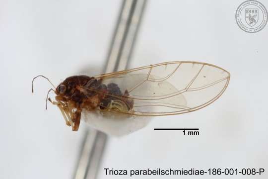 Image of Trioza parabeilschmiediae Yang, Burckhardt & Fang 2013