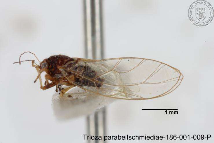 Image of Trioza parabeilschmiediae Yang, Burckhardt & Fang 2013