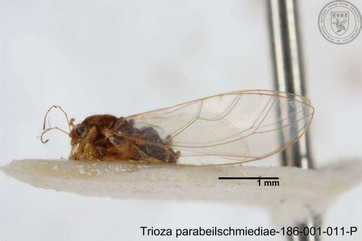 Image of Trioza parabeilschmiediae Yang, Burckhardt & Fang 2013