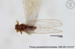 Image of Trioza parabeilschmiediae Yang, Burckhardt & Fang 2013