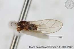 Image of Trioza parabeilschmiediae Yang, Burckhardt & Fang 2013