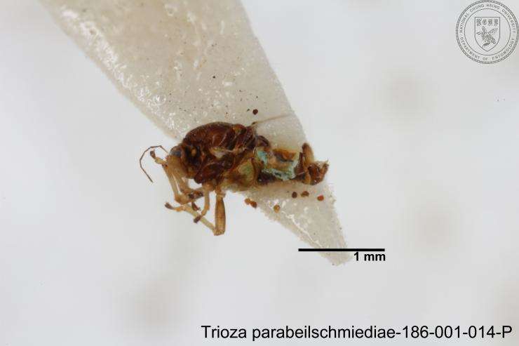 Image of Trioza parabeilschmiediae Yang, Burckhardt & Fang 2013