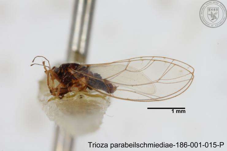 Image of Trioza parabeilschmiediae Yang, Burckhardt & Fang 2013