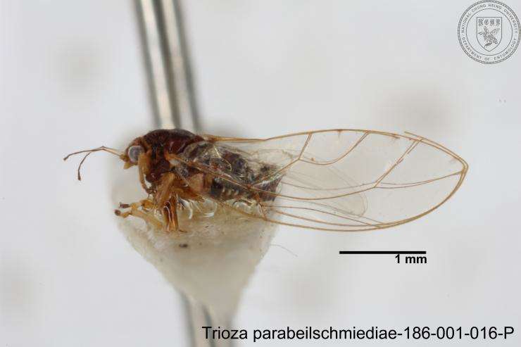 Image of Trioza parabeilschmiediae Yang, Burckhardt & Fang 2013