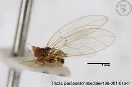 Image of Trioza parabeilschmiediae Yang, Burckhardt & Fang 2013