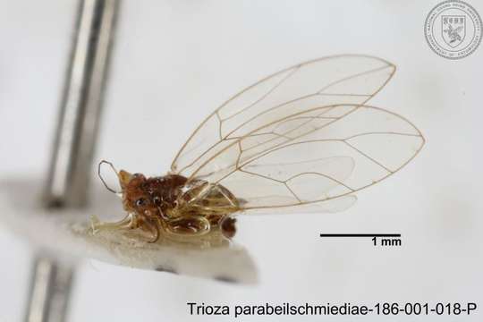 Image of Trioza parabeilschmiediae Yang, Burckhardt & Fang 2013