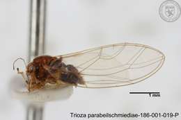 Image of Trioza parabeilschmiediae Yang, Burckhardt & Fang 2013