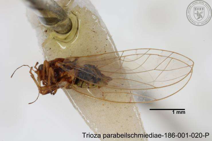 Image of Trioza parabeilschmiediae Yang, Burckhardt & Fang 2013