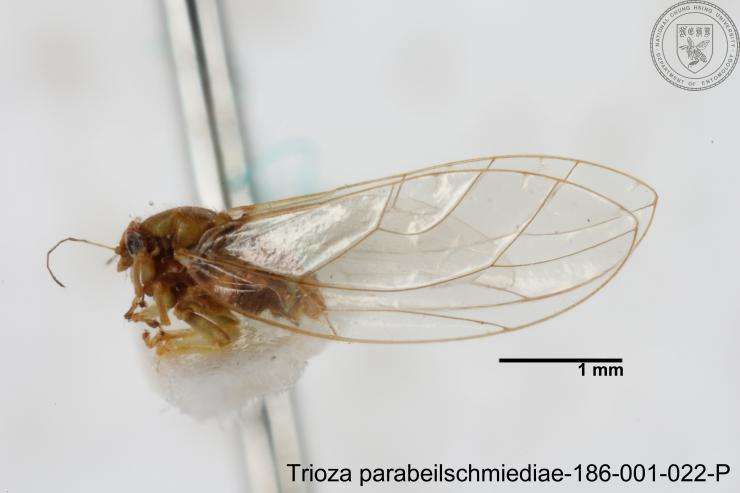 Image of Trioza parabeilschmiediae Yang, Burckhardt & Fang 2013