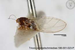 Image of Trioza parabeilschmiediae Yang, Burckhardt & Fang 2013