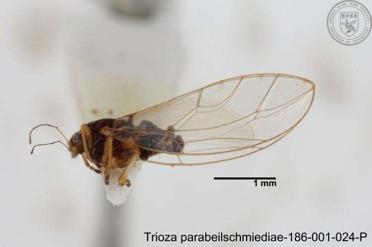 Image of Trioza parabeilschmiediae Yang, Burckhardt & Fang 2013