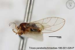 Image of Trioza parabeilschmiediae Yang, Burckhardt & Fang 2013