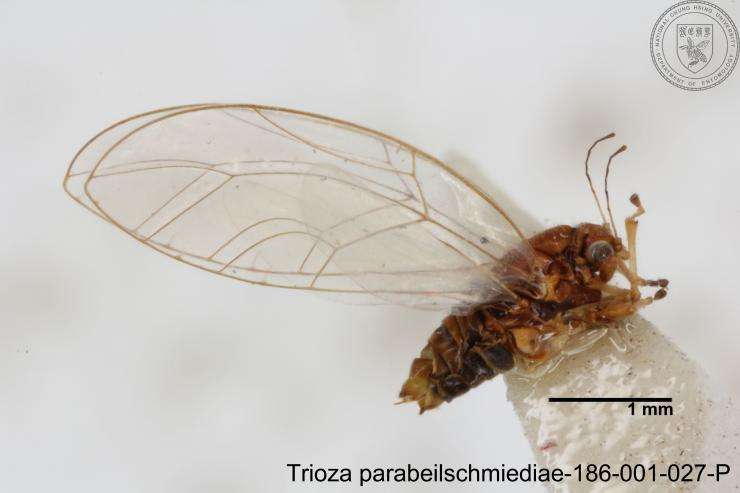 Image of Trioza parabeilschmiediae Yang, Burckhardt & Fang 2013