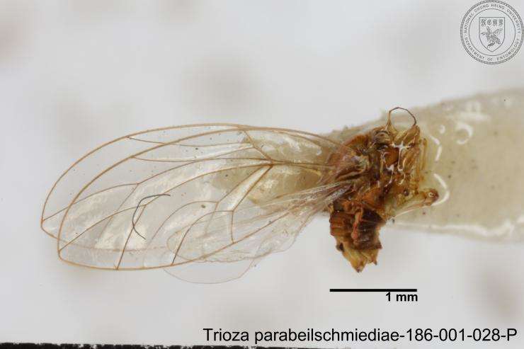 Image of Trioza parabeilschmiediae Yang, Burckhardt & Fang 2013