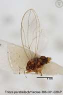 Image of Trioza parabeilschmiediae Yang, Burckhardt & Fang 2013