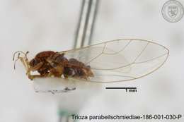 Image of Trioza parabeilschmiediae Yang, Burckhardt & Fang 2013