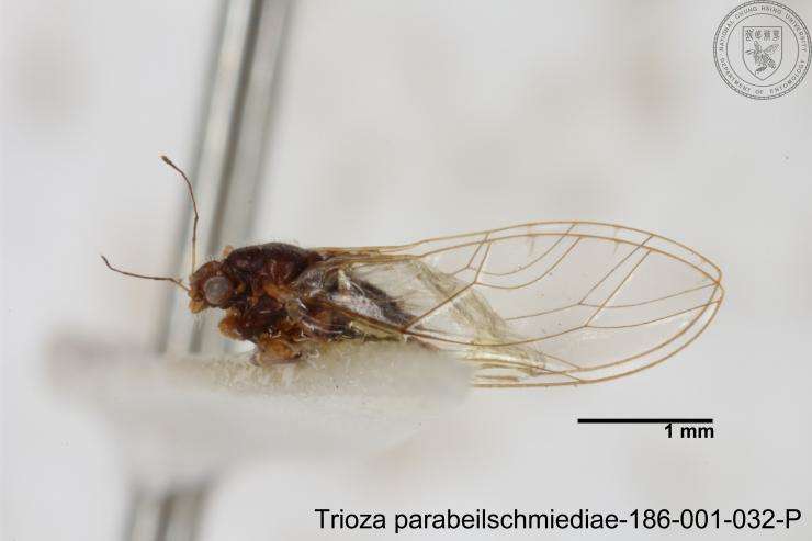 Image of Trioza parabeilschmiediae Yang, Burckhardt & Fang 2013