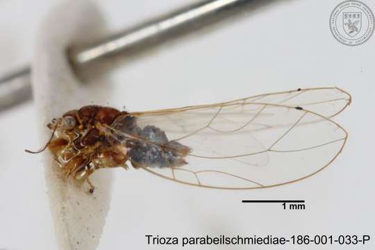 Image of Trioza parabeilschmiediae Yang, Burckhardt & Fang 2013