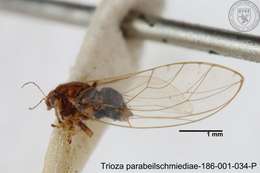 Image of Trioza parabeilschmiediae Yang, Burckhardt & Fang 2013