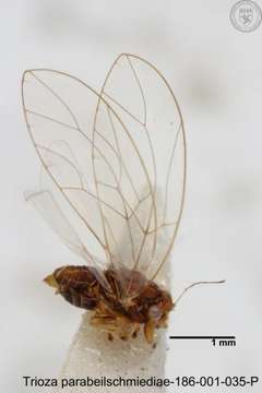 Image of Trioza parabeilschmiediae Yang, Burckhardt & Fang 2013