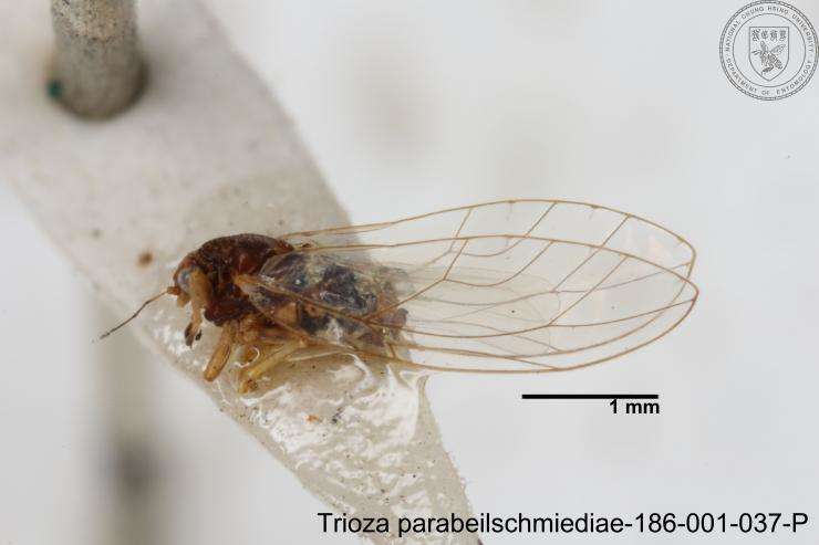 Image of Trioza parabeilschmiediae Yang, Burckhardt & Fang 2013