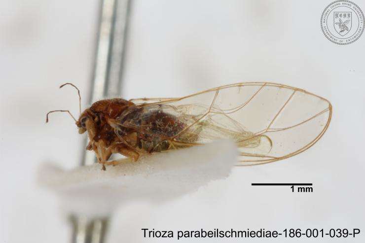 Image of Trioza parabeilschmiediae Yang, Burckhardt & Fang 2013