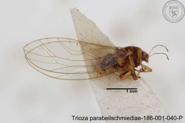 Image of Trioza parabeilschmiediae Yang, Burckhardt & Fang 2013