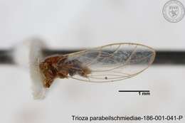 Image of Trioza parabeilschmiediae Yang, Burckhardt & Fang 2013