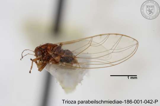 Image of Trioza parabeilschmiediae Yang, Burckhardt & Fang 2013