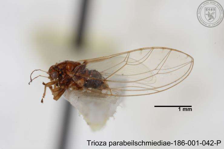 Image of Trioza parabeilschmiediae Yang, Burckhardt & Fang 2013