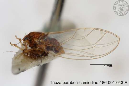 Image of Trioza parabeilschmiediae Yang, Burckhardt & Fang 2013