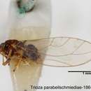 Image of Trioza parabeilschmiediae Yang, Burckhardt & Fang 2013