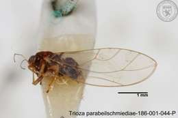 Image of Trioza parabeilschmiediae Yang, Burckhardt & Fang 2013