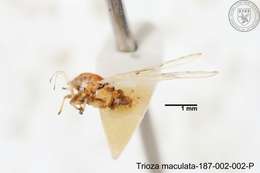 Image of Trioza maculata (Yang 1984)